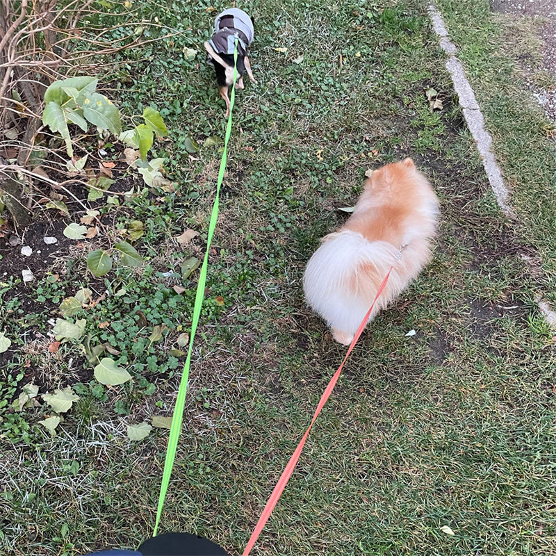 Retractable Leash For Small Dogs